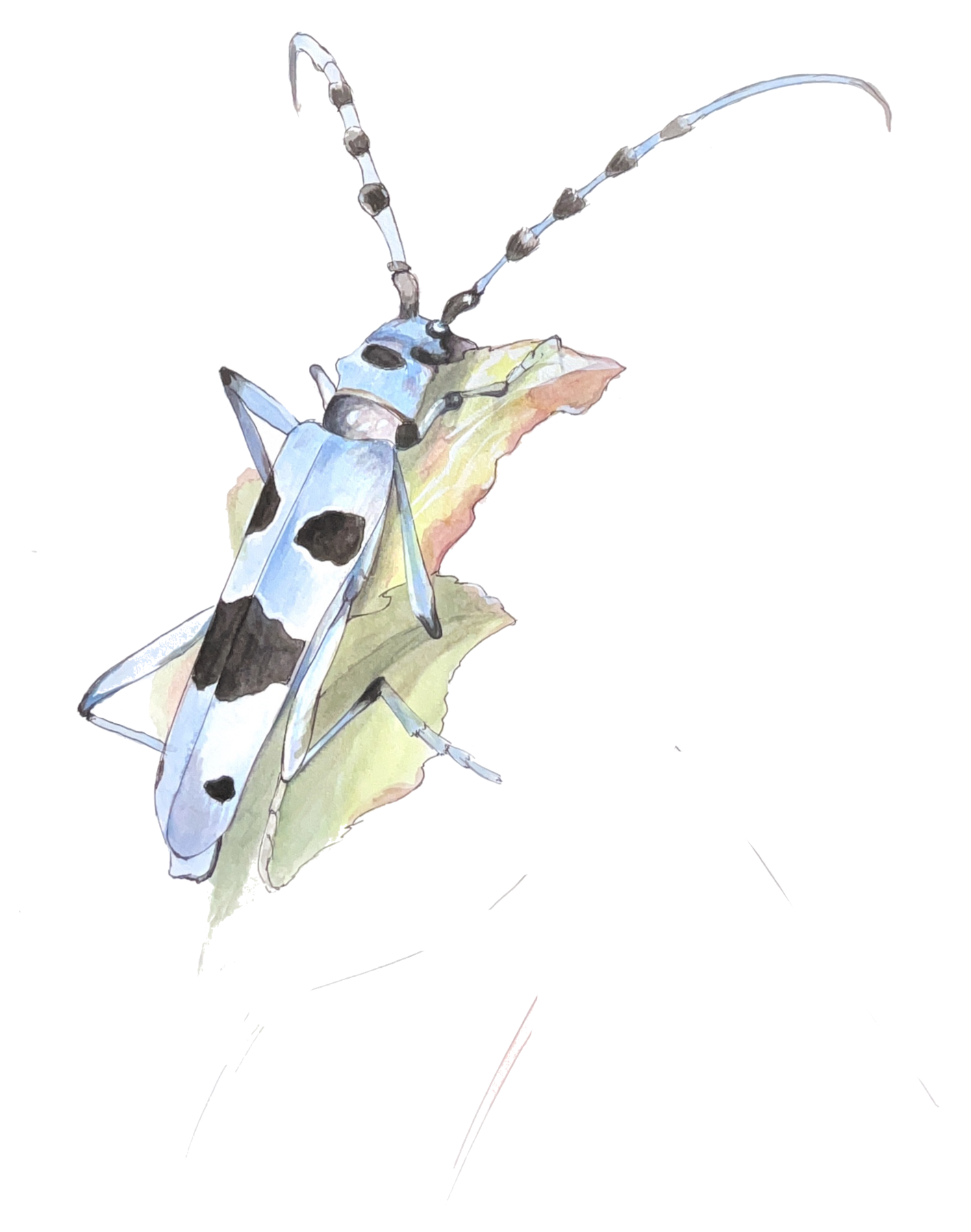 Alpenbockkäfer Illustration