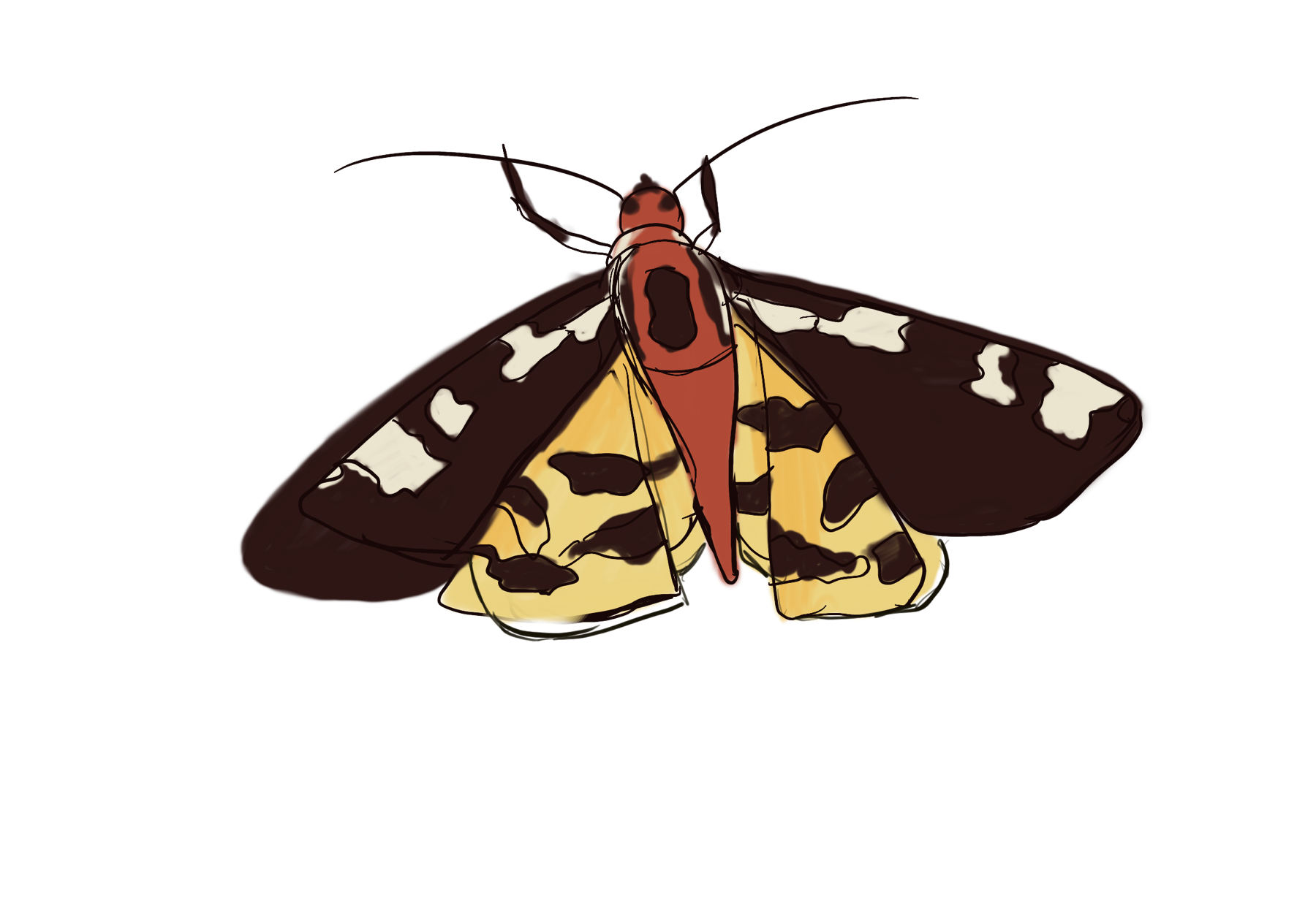 Augsburger Bär mit Schmetterling