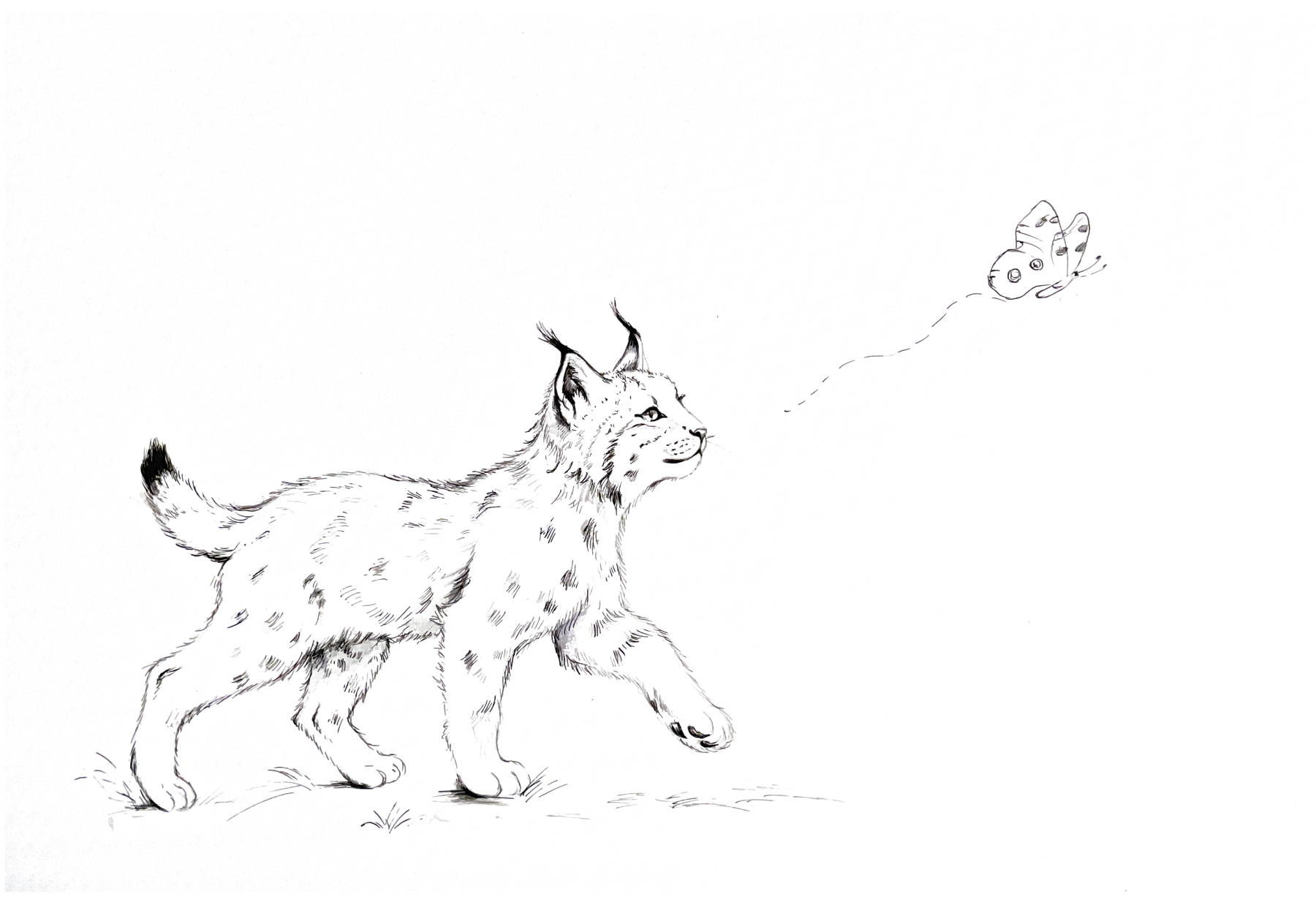 Luchskind und Apollofalter, Tuschezeichnung