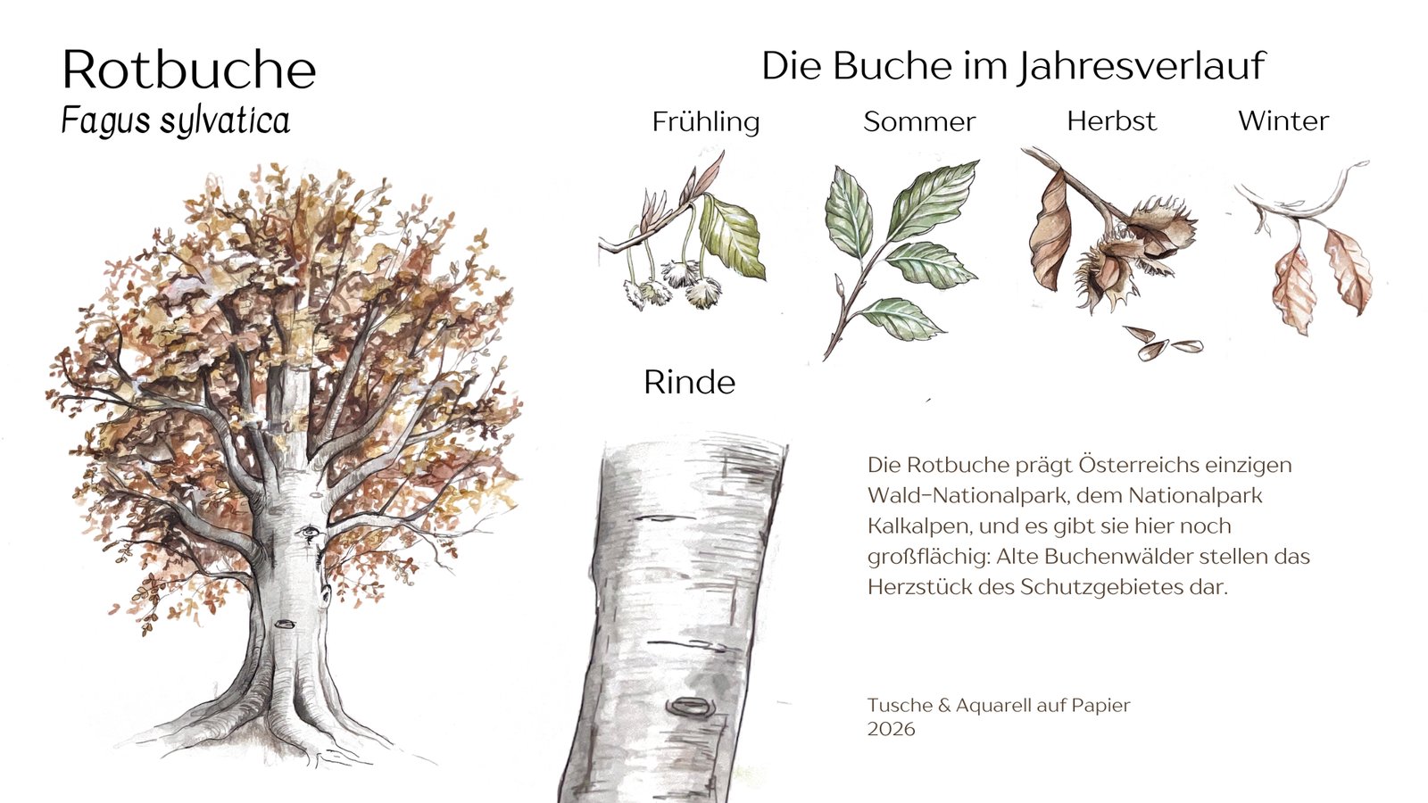 Rotbuche Illustration mit Text