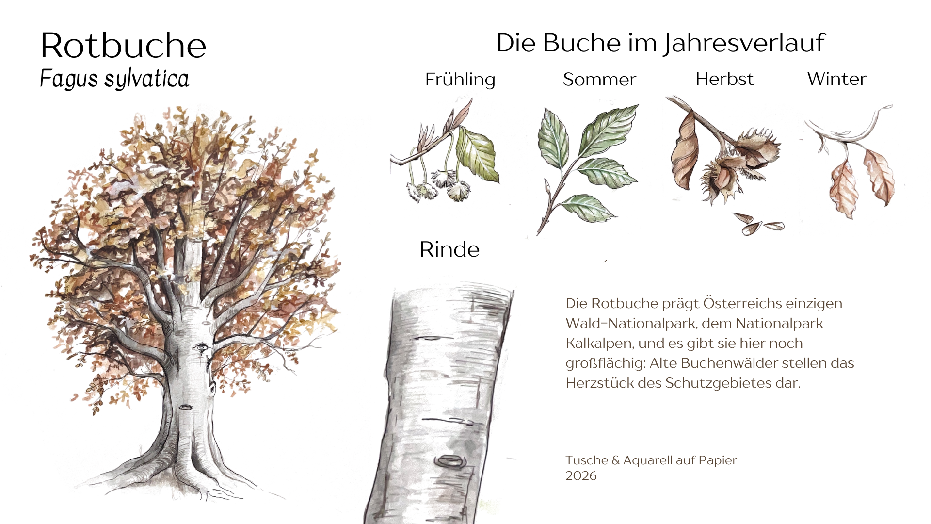 Rotbuche Illustration mit Text